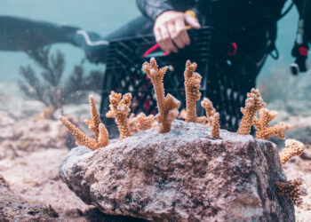 A Coral Vita diver checks coral growth in the Bahamas. (Photo courtesy of Coral Vita)