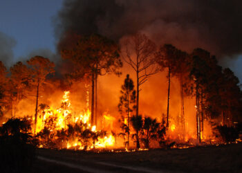 A prescribed burn at Florida Panther National Wildlife Refuge (U.S. Fish and Wildlife Service Southeast Region, Public domain, via Wikimedia Commons)