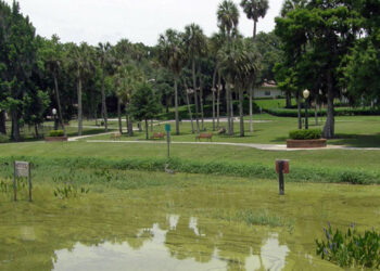 A Florida water body with excessive algae growth (USGS, Public domain, via Wikimedia Commons)