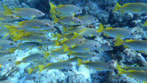 Healthy coral reefs serve as fish nurseries and habitat. These schoolmaster snappers were spotted on Davey Crocker Reef near Islamorada in the Florida Keys. (Jstuby/wikimedia, CC BY)