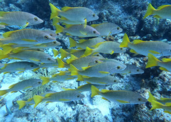 Healthy coral reefs serve as fish nurseries and habitat. These schoolmaster snappers were spotted on Davey Crocker Reef near Islamorada in the Florida Keys. (Jstuby/wikimedia, CC BY)
