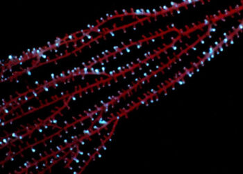 The bamboo coral Isidella displaying bioluminescence in the Caribbean in 2009. (Sönke Johnsen, CC BY-ND)