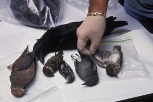 Dead birds, suspected of having the West Nile virus, are examined at the Westchester County Department of Health in 2008. (James Leynse/Corbis via Getty Images via Grist)