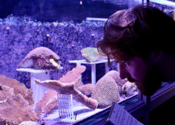 Cameron McMath, research associate and facilities manager for land-based coral activities at the Coral Reef Futures Lab, observes elkhorn and brain coral colonies from Tela Bay, Honduras. The corals are in a specialzed spawning tank scientists hope will encourage natural spawning later this summer. (Photo: Diana Udel)