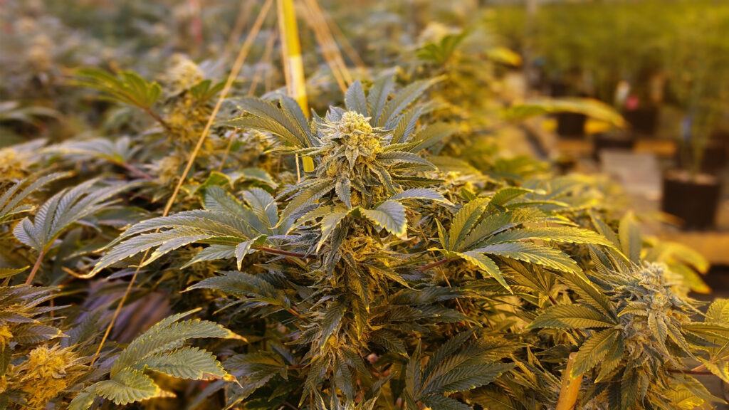 Marijuana growing in a greenhouse in Colorado, where it is fully legal. (My 420 Tours, CC BY-SA 4.0, via Wikimedia Commons)