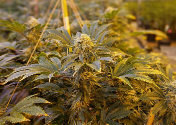 Marijuana growing in a greenhouse in Colorado, where it is fully legal. (My 420 Tours, CC BY-SA 4.0, via Wikimedia Commons)