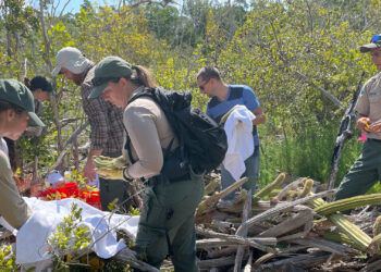 Staff from Fairchild and the Florida Department of Environmental Protection removed all remaining green material in 2021 after it became clear the population was not going to survive. (Photo courtesy of Jennifer Possley)