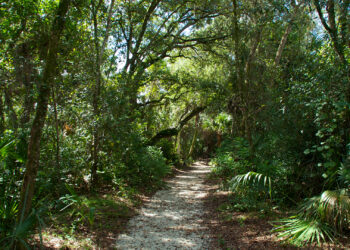 A path through a Florida forest (iStock image)