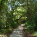 A path through a Florida forest (iStock image)