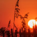 Grass and a beach fence are silhouetted by the setting sun on Okaloosa Island in Florida. (iStock image)