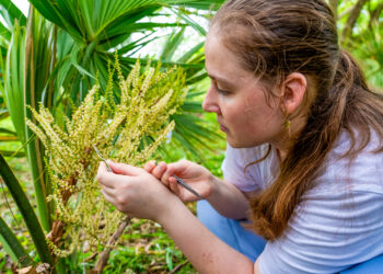 Isabella Childress collects pollen from the Sabal miamiensis, or Miami palmetto, at the Montgomery Botanical Center. (Photo: Matthew Rembold/University of Miami)