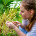 Isabella Childress collects pollen from the Sabal miamiensis, or Miami palmetto, at the Montgomery Botanical Center. (Photo: Matthew Rembold/University of Miami)