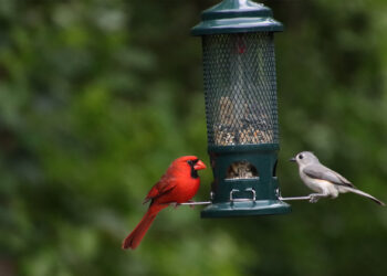 A northern cardinal and crested titmouse perched on a bird feeder (iStock image)
