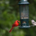 A northern cardinal and crested titmouse perched on a bird feeder (iStock image)