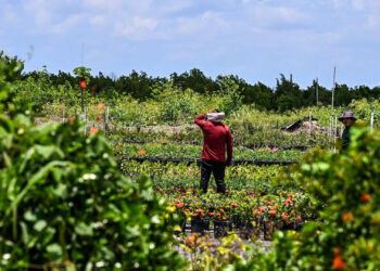 A migrant worker tends to farmland in Homestead, Florida, in 2023. (Chandan Khanna/AFP/Getty Images via Grist)