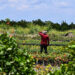 A migrant worker tends to farmland in Homestead, Florida, in 2023. (Chandan Khanna/AFP/Getty Images via Grist)