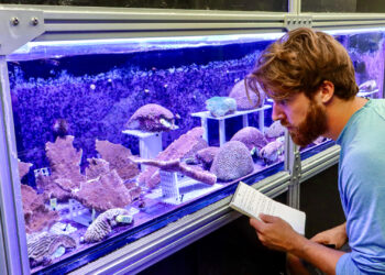 Cameron McMath, facilities manager for the Coral Reef Futures Lab, checks on the health of new corals collected recently from Tela Bay, Honduras. The brain and elkhorn corals are now in special tanks at the Rosenstiel School that mimic natural light and will ideally encourage them to spawn (or release sperm and eggs) in the coming months. (Photo: Diana Udel/University of Miami)