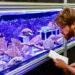 Cameron McMath, facilities manager for the Coral Reef Futures Lab, checks on the health of new corals collected recently from Tela Bay, Honduras. The brain and elkhorn corals are now in special tanks at the Rosenstiel School that mimic natural light and will ideally encourage them to spawn (or release sperm and eggs) in the coming months. (Photo: Diana Udel/University of Miami)