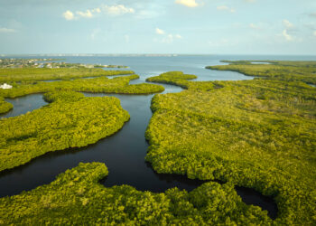Coastal wetlands in Florida (iStock image)