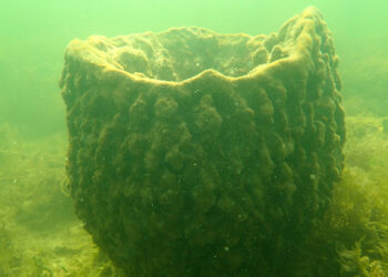 A vase sponge off the coast of Hernando County. (Courtesy Josh Patterson, UF/IFAS)
