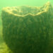 A vase sponge off the coast of Hernando County. (Courtesy Josh Patterson, UF/IFAS)