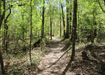 A trail at Ichetucknee Springs State Park (Michael Rivera, CC BY-SA 4.0, via Wikimedia Commons)