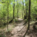 A trail at Ichetucknee Springs State Park (Michael Rivera, CC BY-SA 4.0, via Wikimedia Commons)