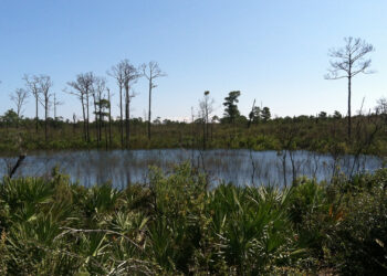 Jonathan Dickinson State Park (JMS Old Al, CC BY-SA 3.0, via Wikimedia Commons)