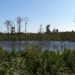 Jonathan Dickinson State Park (JMS Old Al, CC BY-SA 3.0, via Wikimedia Commons)