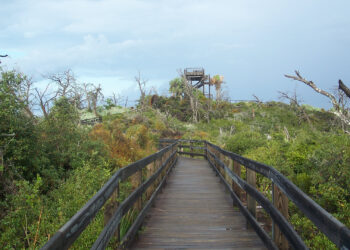 A boardwalk to the Hobe Mountain Tower at Jonathan Dickinson State Park. Hobe Mountain is an ancient sand dune that stands 86 feet above sea level, the highest natural point south of Lake Okeechobee. (Ebyabe, CC BY-SA 3.0, via Wikimedia Commons)