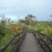 A boardwalk to the Hobe Mountain Tower at Jonathan Dickinson State Park. Hobe Mountain is an ancient sand dune that stands 86 feet above sea level, the highest natural point south of Lake Okeechobee. (Ebyabe, CC BY-SA 3.0, via Wikimedia Commons)