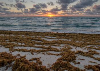 Saragassum on South Beach at sunrise (iStock image)