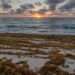 Saragassum on South Beach at sunrise (iStock image)