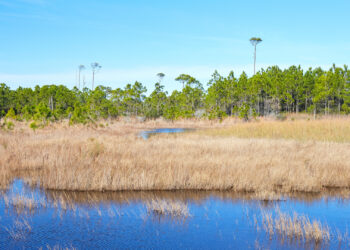The view from a hiking trail in Topsail Hill Preserve State Park, located near Destin (iStock image)