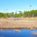 The view from a hiking trail in Topsail Hill Preserve State Park, located near Destin (iStock image)