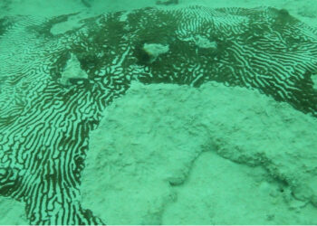 Example of dredging impacts on corals in Miami. (Photo: Evan D'alessandro, Ph.D).