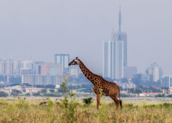 A giraffe in Nairobi National Park, with the city in the background. (Alexmbogo, CC BY-SA 4.0, via Wikimedia Commons)