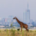 A giraffe in Nairobi National Park, with the city in the background. (Alexmbogo, CC BY-SA 4.0, via Wikimedia Commons)