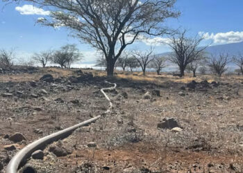 A water pipe that was used to carry water to livestock crosses land burned in the Maui fires in August 2023. (Andrew Whelton/Purdue University, CC BY-ND)