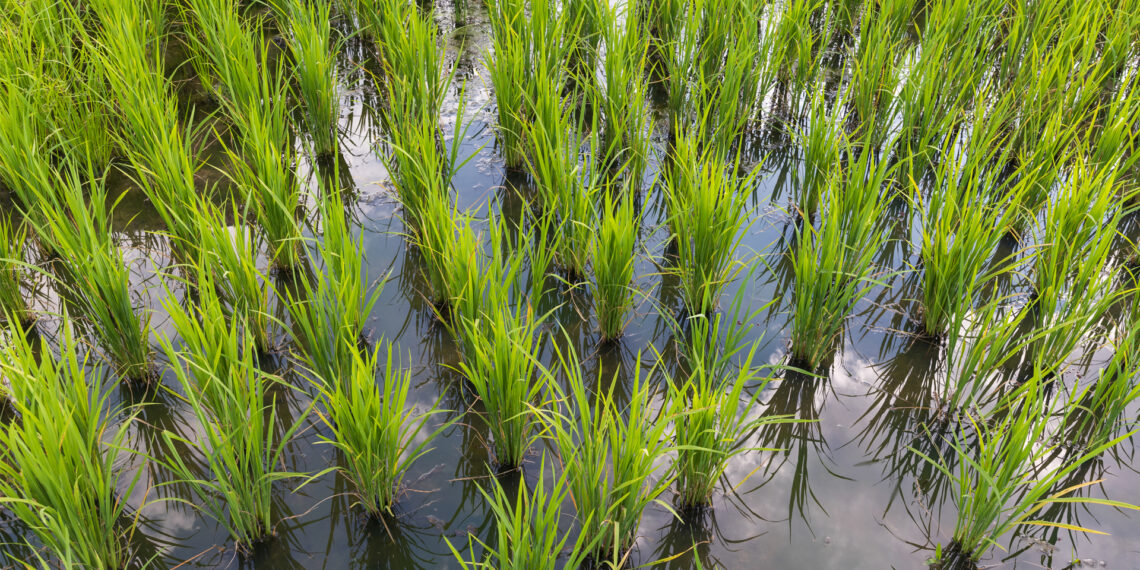 Growing rice can slow soil loss and the lowering of surface elevation. (iStock image)