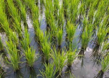 Growing rice can slow soil loss and the lowering of surface elevation. (iStock image)
