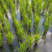 Growing rice can slow soil loss and the lowering of surface elevation. (iStock image)