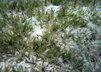 In this photo, non-native seagrass species Halophila stipulacea (long, oval blades) is mixed with native Syringodium filiforme (cylindrical, spaghetti-like blades). (NOAA's National Ocean Service, Public domain, via Wikimedia Commons)