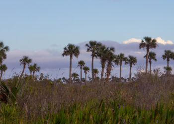 Kissimmee Prairie Preserve State Park (iStock image)
