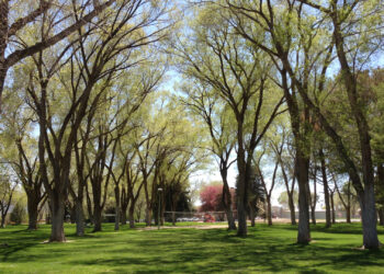 Not all introduced species are a problem. The introduced Siberian Elm is an example of an “invasive” species which adapts well to its new ecosystem, providing benefits at the same time. (Famartin, CC BY-SA 3.0, via Wikimedia Commons)