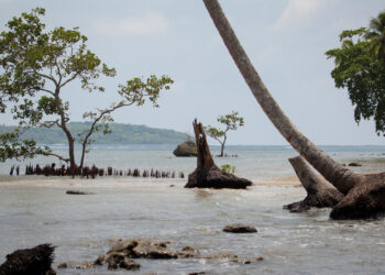A submerged shoreline with exposed rock and fallen or dead trees on the coast of Nggatokae Island in the Solomon Islands. (Alex DeCiccio, CC BY-SA 4.0, via Wikimedia Commons)