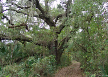 A trail in the Withlacoochee State Forest (iStock image)