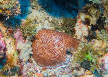 A colony of blushing star coral, Stephanocoenia intersepta, on a mesophotic reef in the Florida Keys National Marine Sanctuary. (Photo Credit: Ryan Eckert, FAU Harbor Branch Oceanographic Institute)