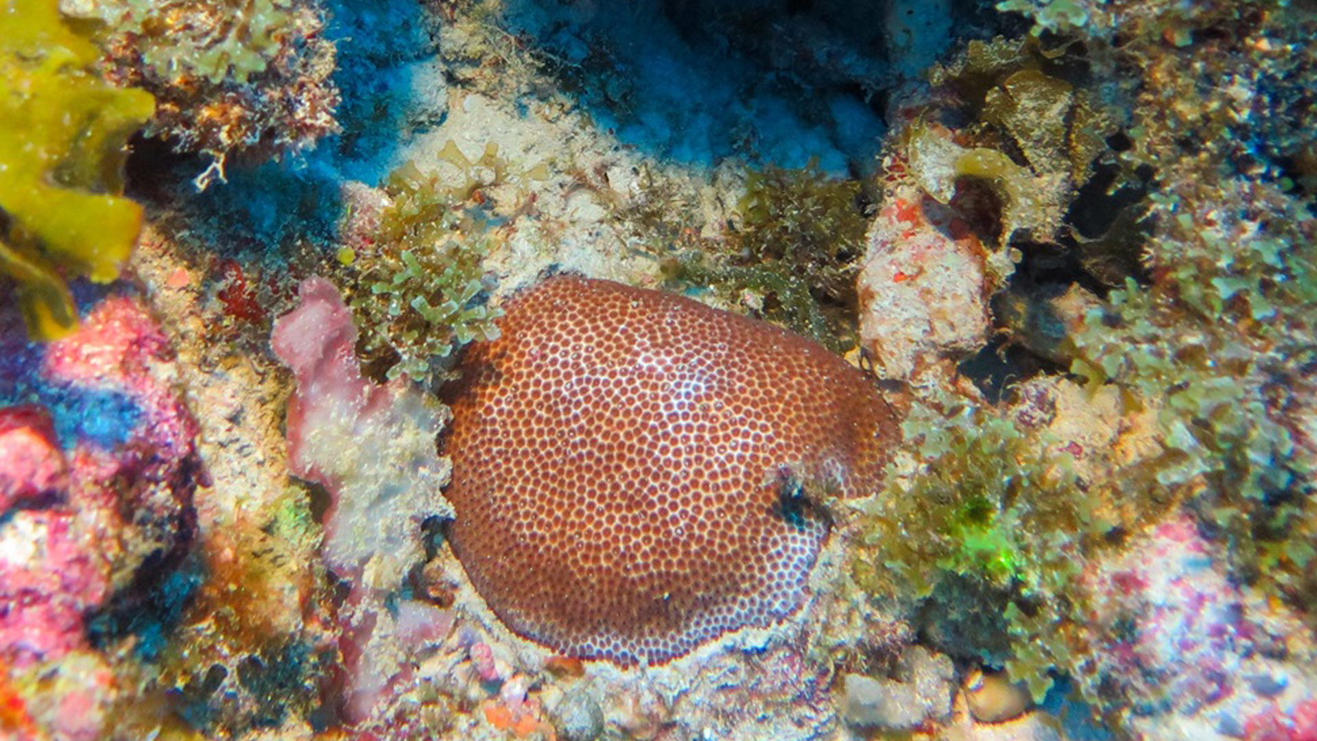 A colony of blushing star coral, Stephanocoenia intersepta, on a mesophotic reef in the Florida Keys National Marine Sanctuary. (Photo Credit: Ryan Eckert, FAU Harbor Branch Oceanographic Institute)