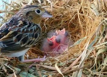 Conservation history was made in 2016 when the first captive-bred Florida grasshopper sparrow chicks hatched at the Rare Species Conservatory Foundation (RSCF) in Loxahatchee, Fla. (Photo credit: RSCF/www.rarespecies.org, CC BY 2.0, via flickr)